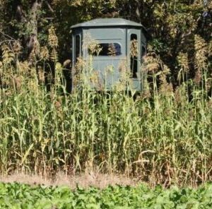 Deer Food Plot Tips: Creating Visual Barriers