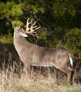 deer at scrape