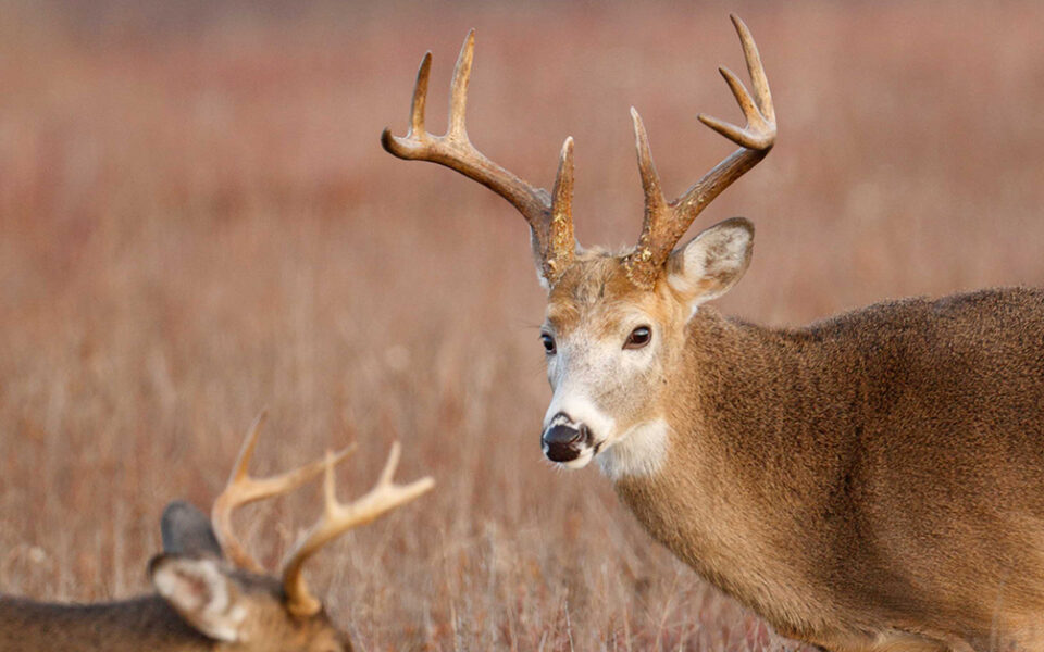 mature whitetail bucks