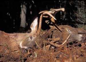 whitetail-antlers-locked-small