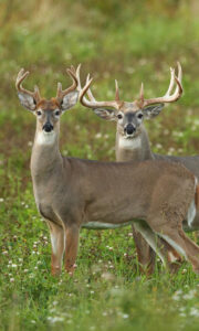 whitetail-bucks-small