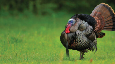 wild turkey subspecies