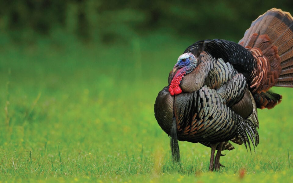 wild turkey subspecies