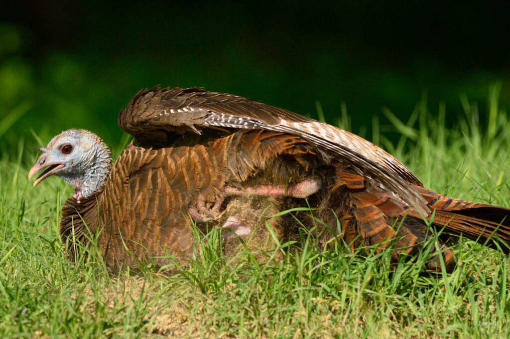 wild turkey dusting