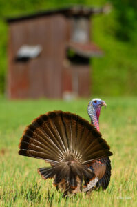 turkey fan