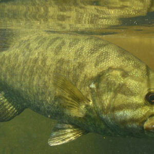 Smallmouth Bass: Are They Suited For Your Pond?