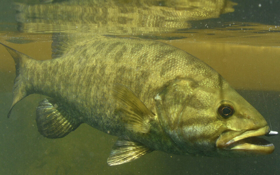 smallmouth bass