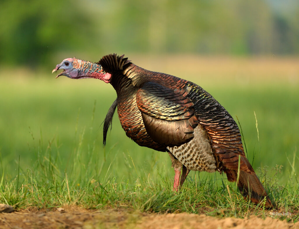 turkey gobbling