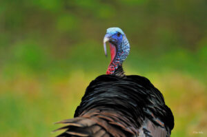 wild turkey snood