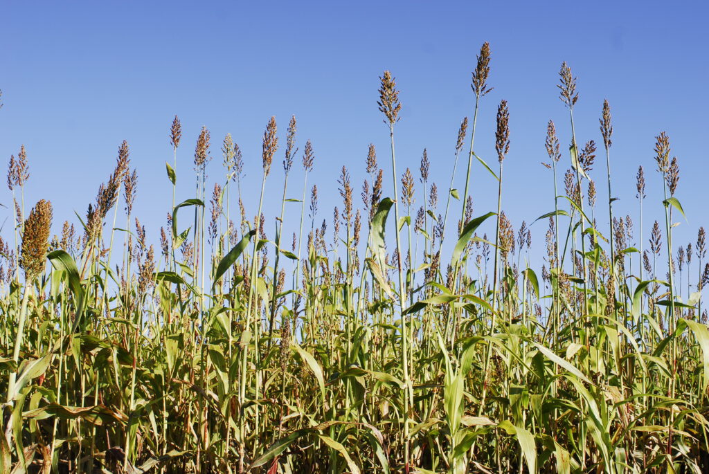 grain sorghum food plots for birds