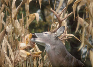 Wildlife Sweet Corn