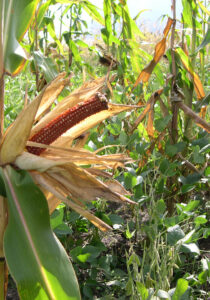 corn and soybeans blended together