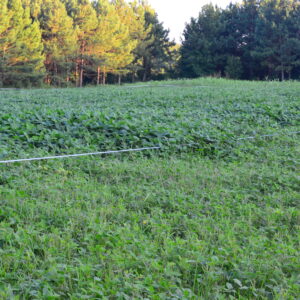 Food Plot Fencing Options