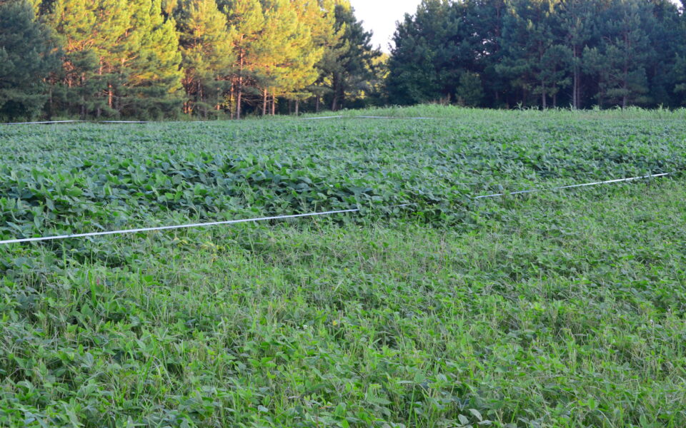 Food plot