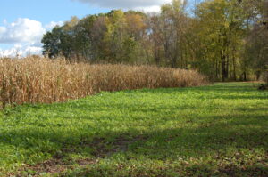 food plot with corn