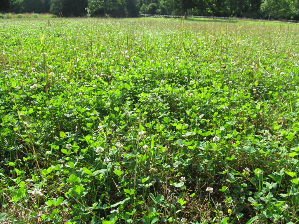 clover food plot