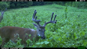 Food plot 