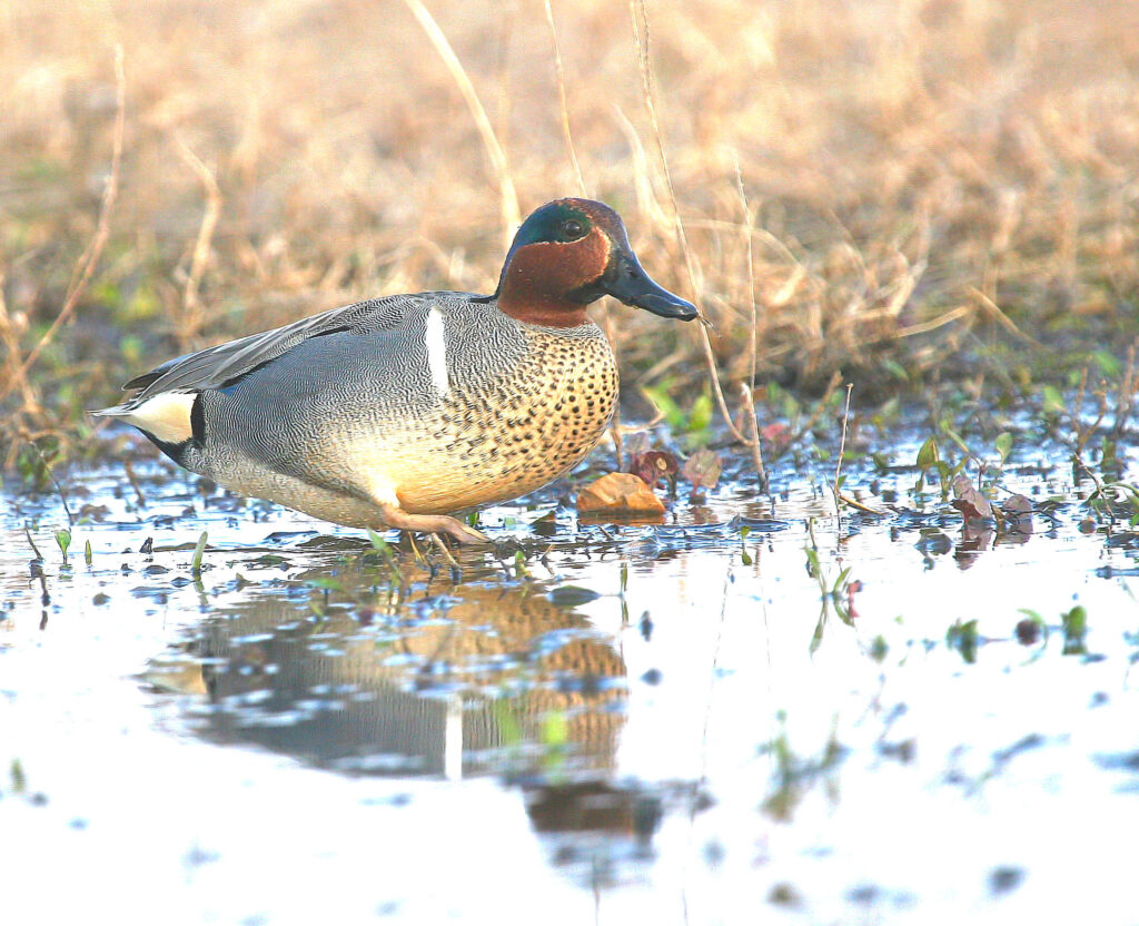 Green wing