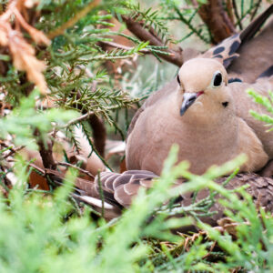 The Easter Red Cedar