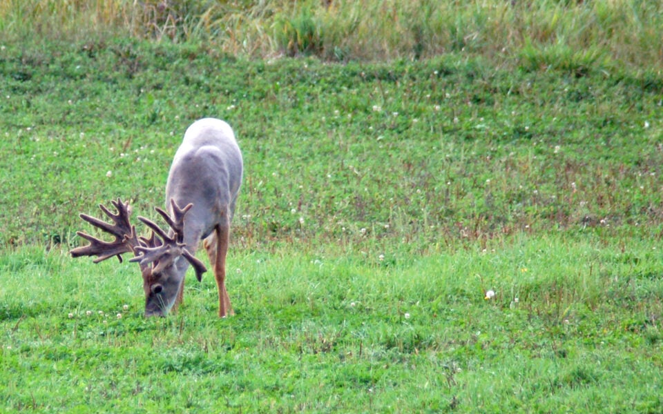 Growing Large Whitetails