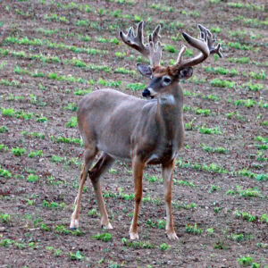 Planting For Maximum Food Plot Attraction