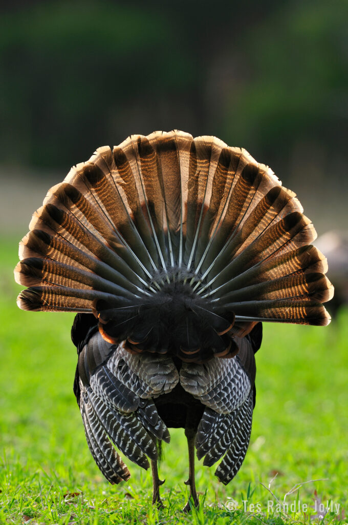 turkey strutting back