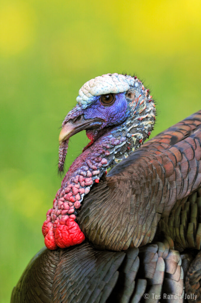 wild turkey head