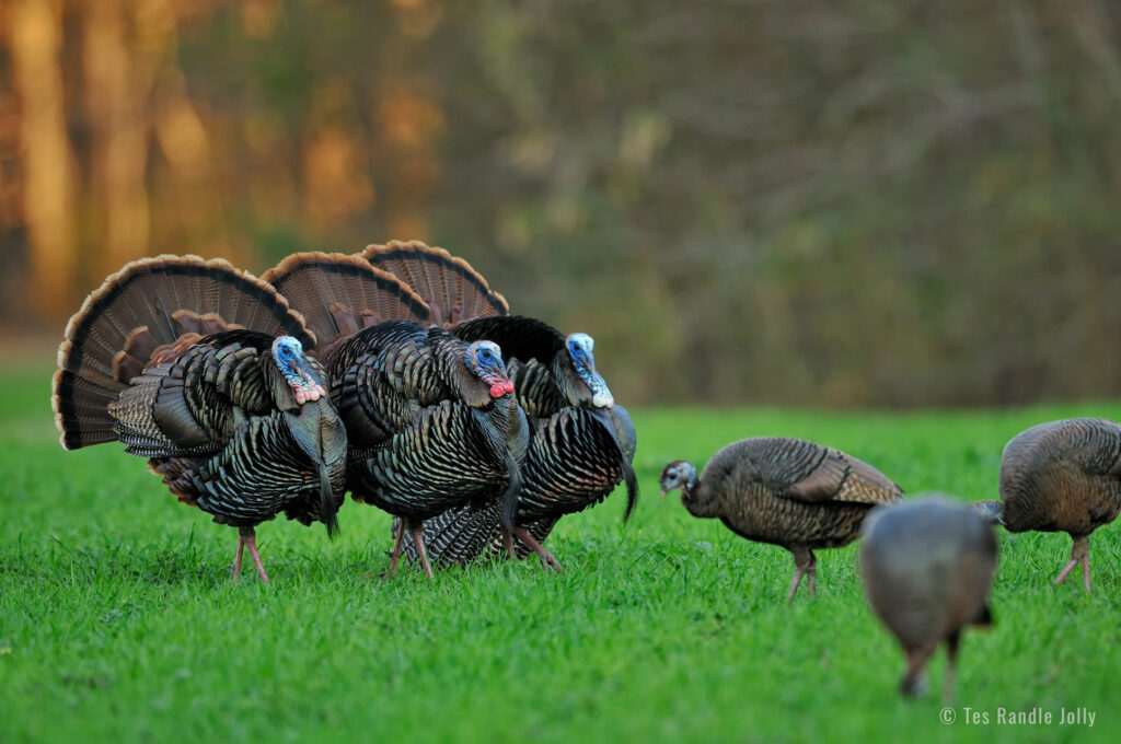 breaking down turkey displays