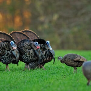 Breaking Down Wild Turkey Displays – Why Turkeys Strut