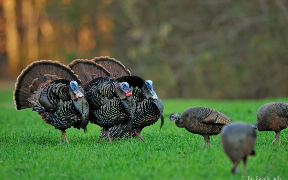 breaking down turkey displays