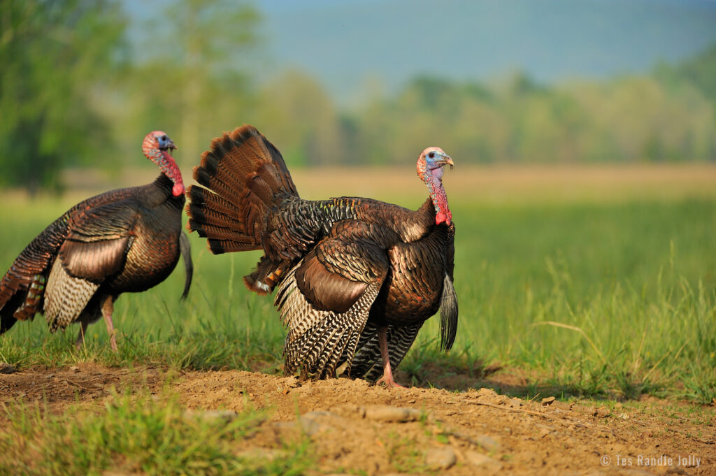 half strut turkey