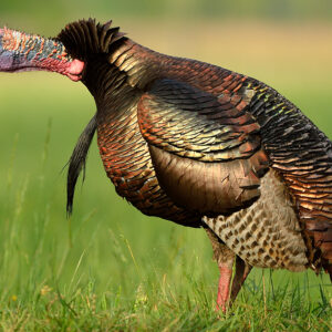 Wild Turkey Truths: It’s A Fact!