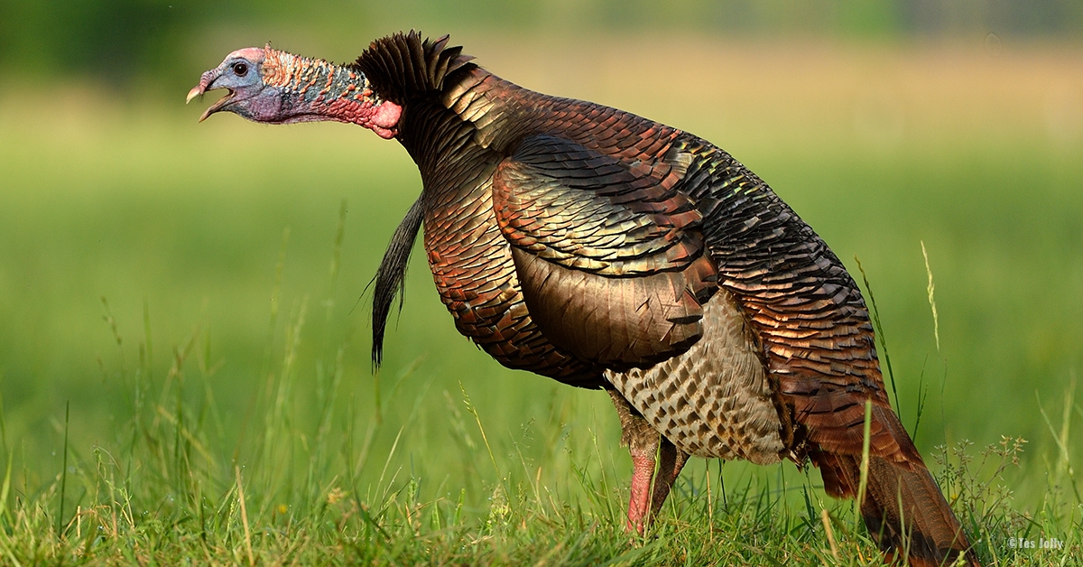 Wild Turkey Truths: It&rsquo;s A Fact! | Mossy Oak Gamekeeper