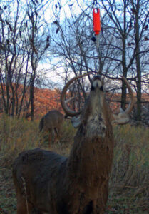 buck-at-scent