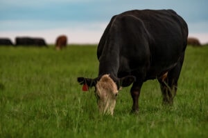 cow-in-grass