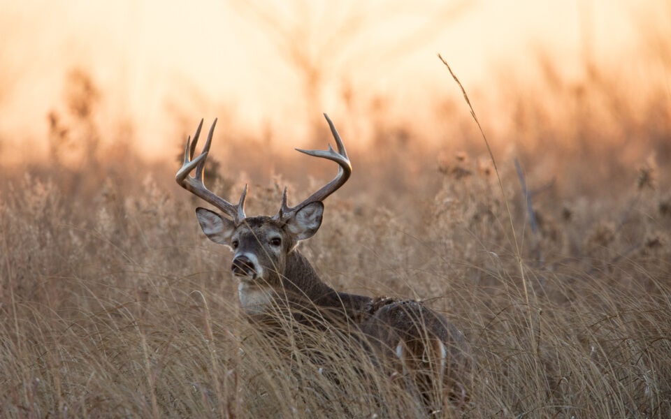 deer-in-native-grass