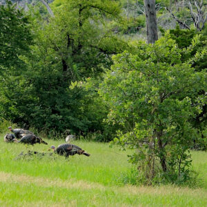 Food Plots For Game Birds