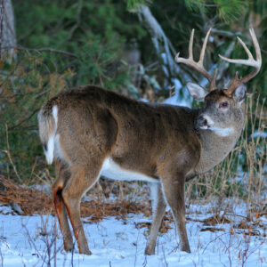 Three Strategies For Hunting Late Season Bucks