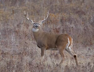 whitetail deer