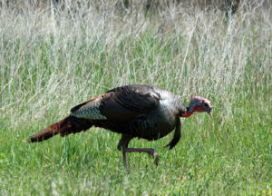 turkey-in-grass