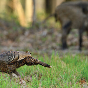 Eliminating Turkey Nest Destroyers