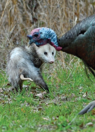 turkey-nest-preditors