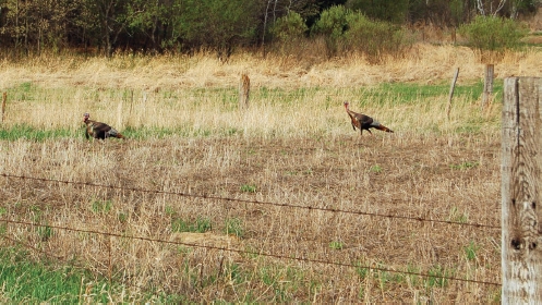 turkeys in food plot