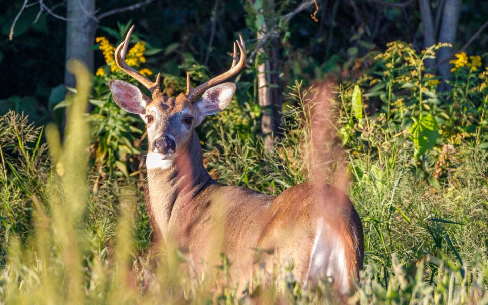 White-tailed deer in cover