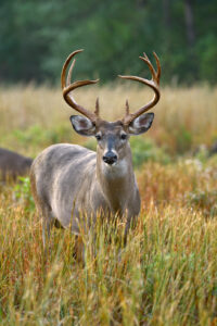 whitetail-deer