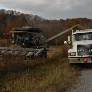 Corn: The Little Yellow Seed with a Long History