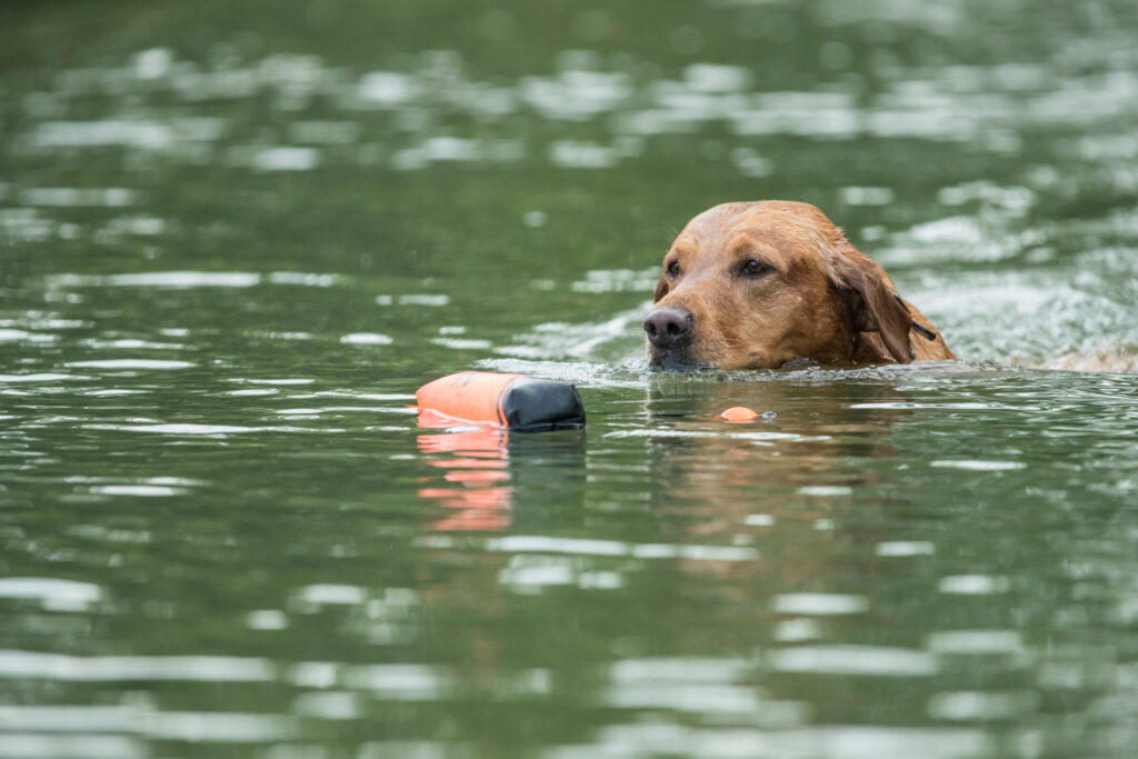 British-Labrador-Retrieving