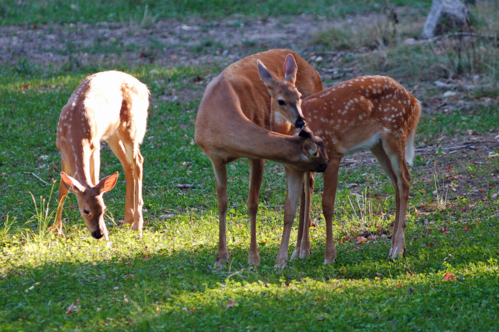 Feeding