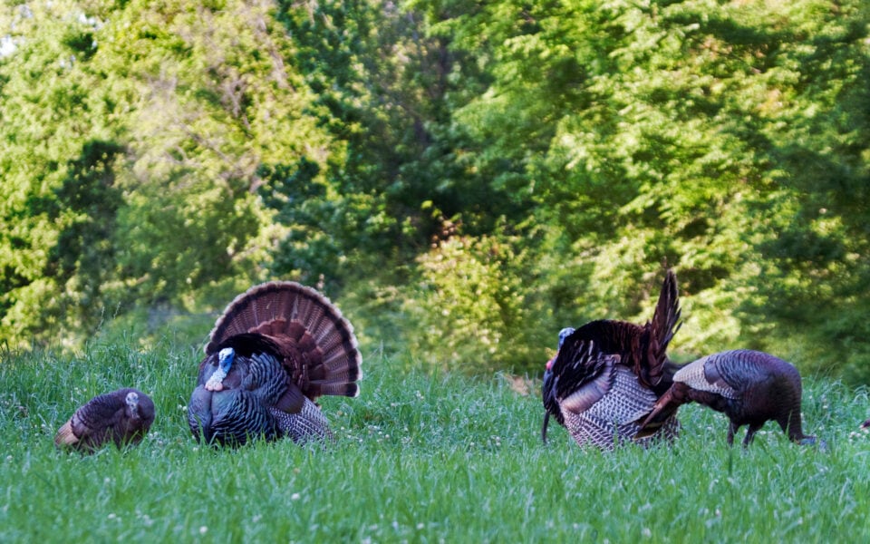 southern wild turkey populations