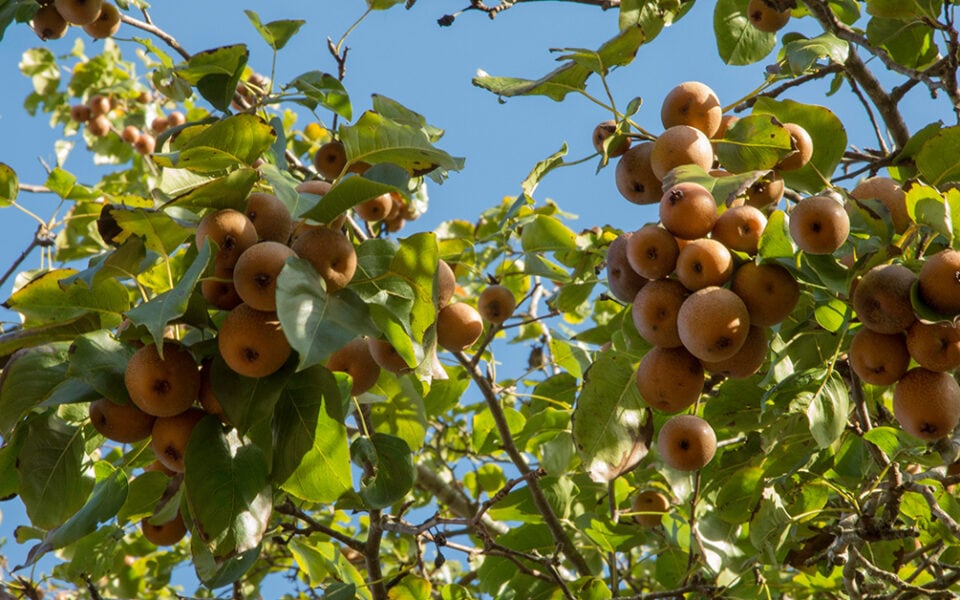 wild-deer-pear-wildlife-tree